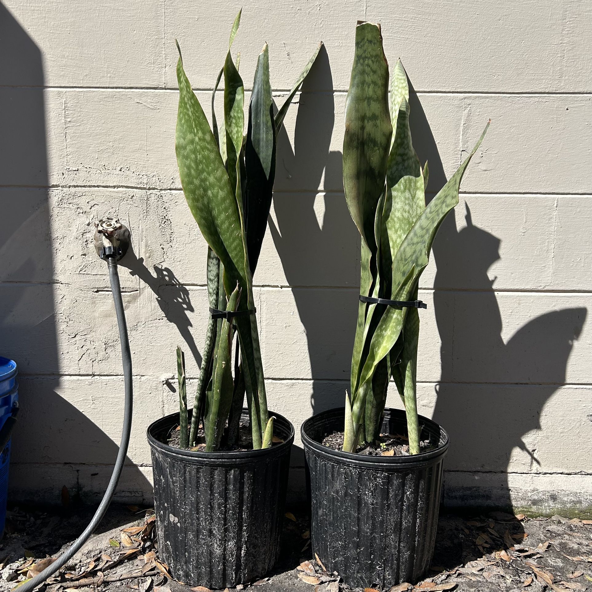 2 30in. Snake Plants