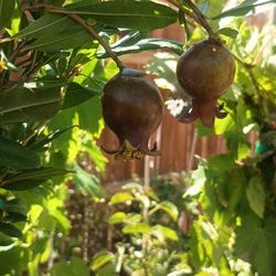 Pomegranate  Fruit Trees.