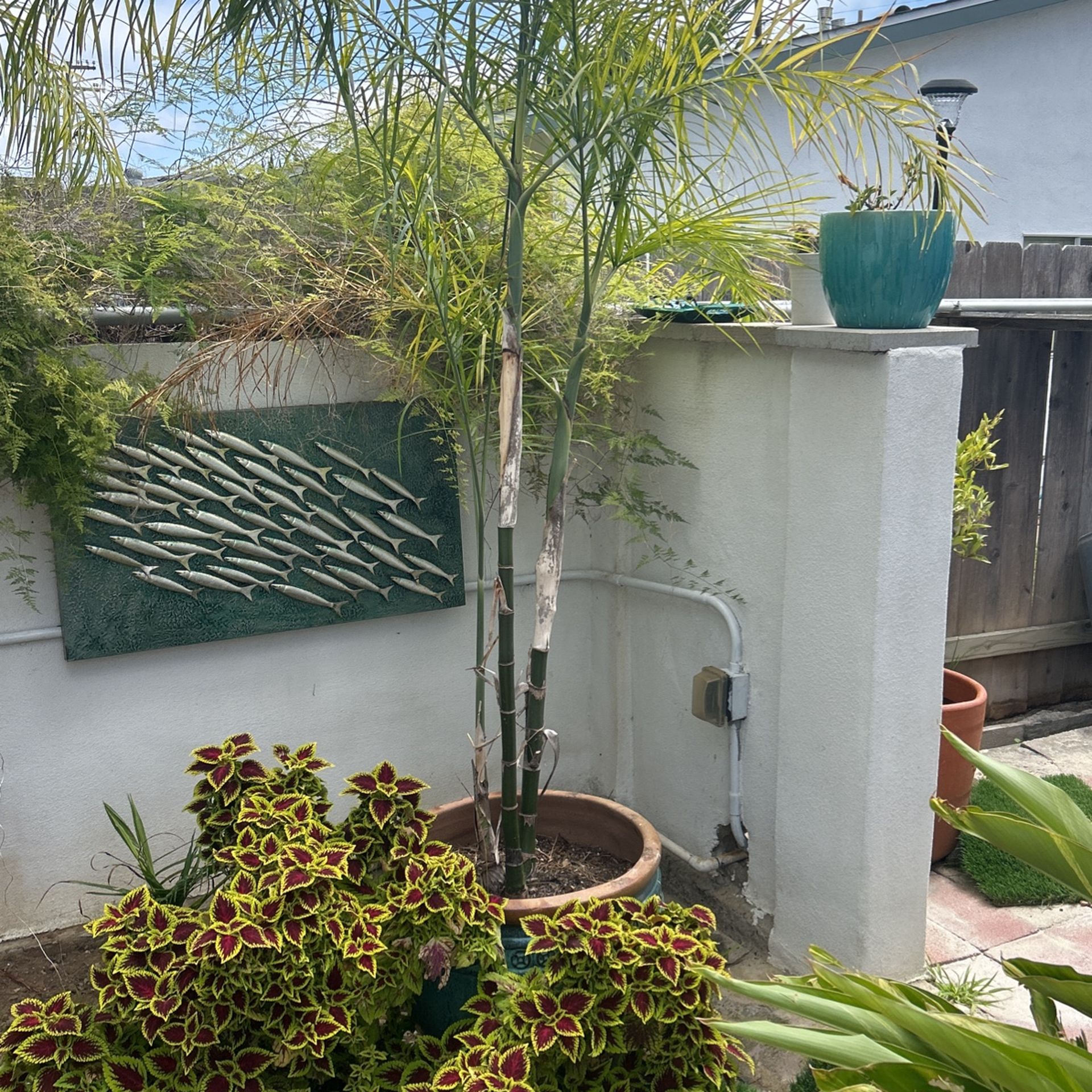 Baby Queen Palm Tree