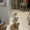 ShihTzu Mom 