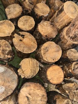 Wood/whole wood/firewood