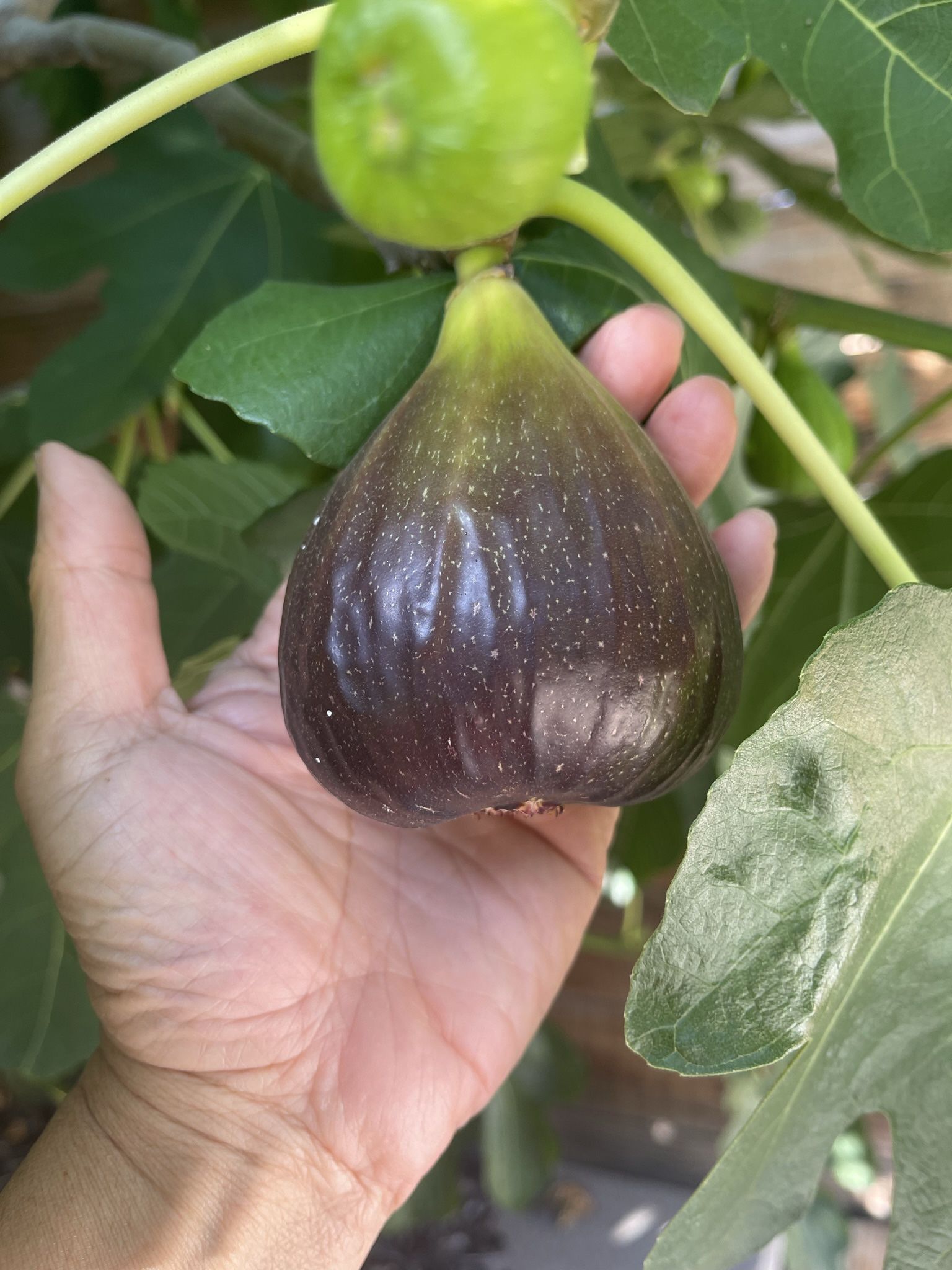 Fig Plant (Brown Turkey) in 5-gal Container. High Production with HUGE fruits