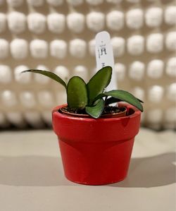 Hoya Rosita Starter Plant