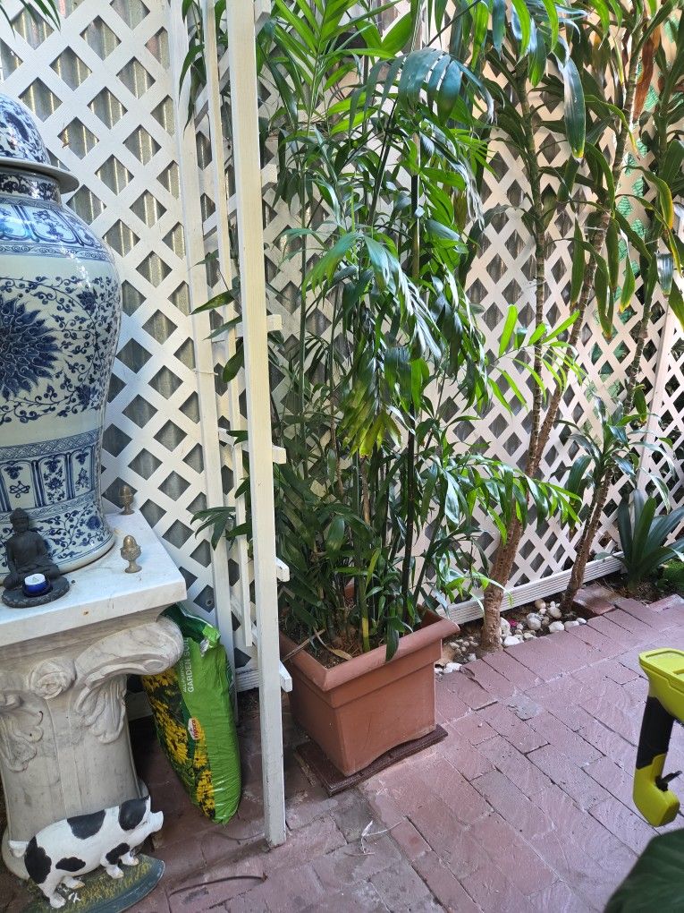 Chamaedorea Seifrizii