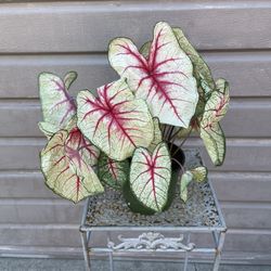 6” Caladium Plant 