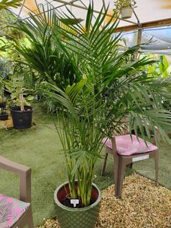 Sale! Indoor Palm trees 🏡cat Palm $35