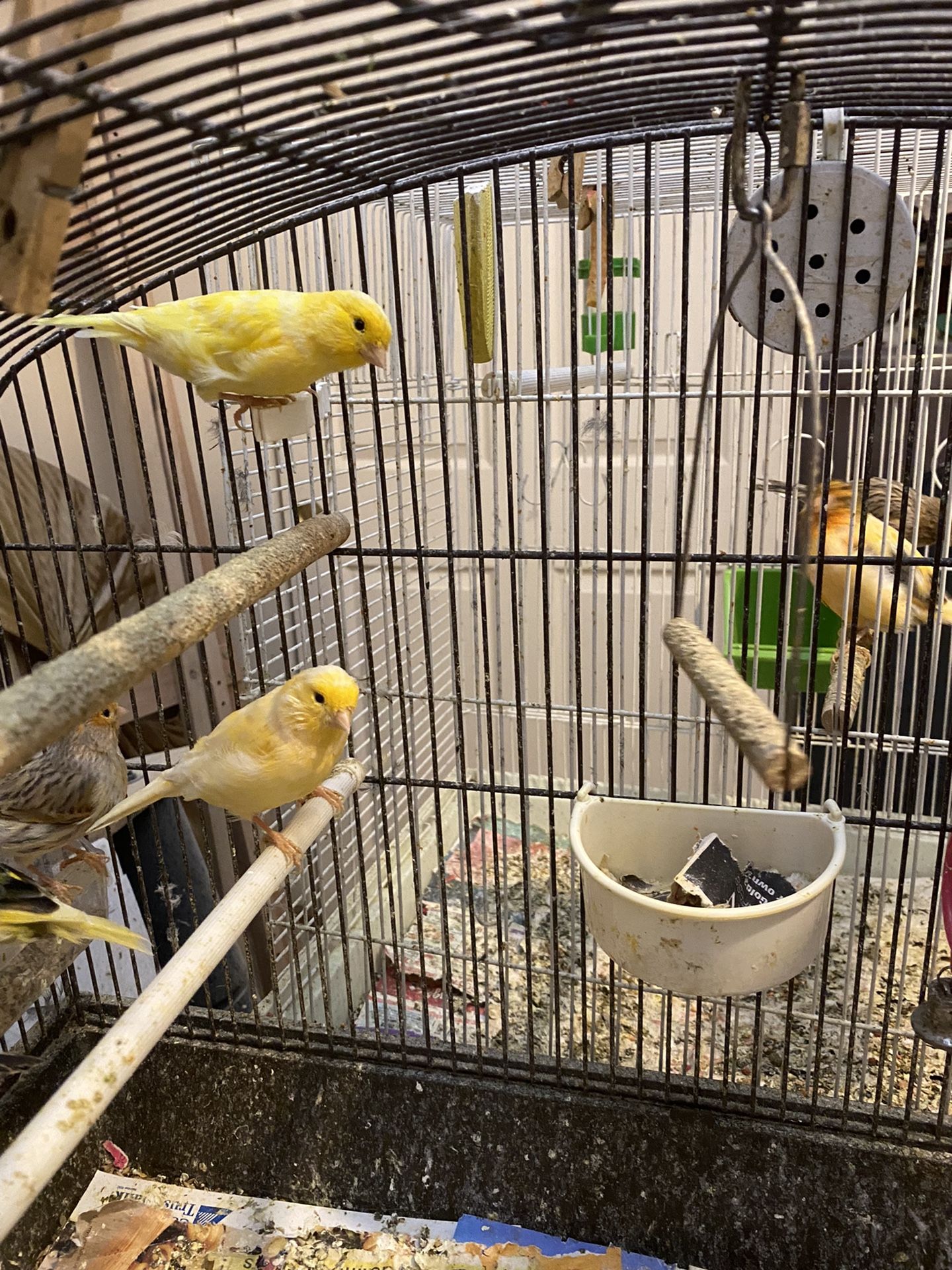 Beautiful Young Singing Canary