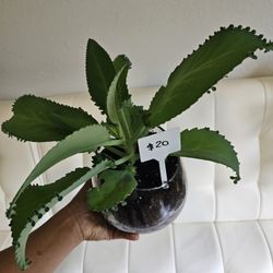 Large Mother Of Thousands 