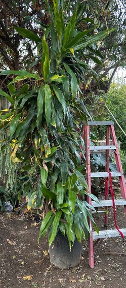 12-foot Tall Dracaena Plant