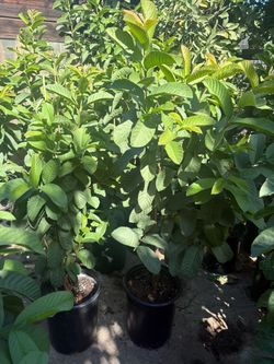 Guava trees for sale !  Arbol de Guayaba por venta