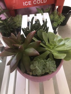 Succulent Plants