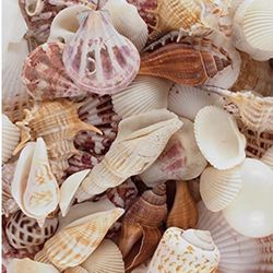 Brach Theme  Party Decore 