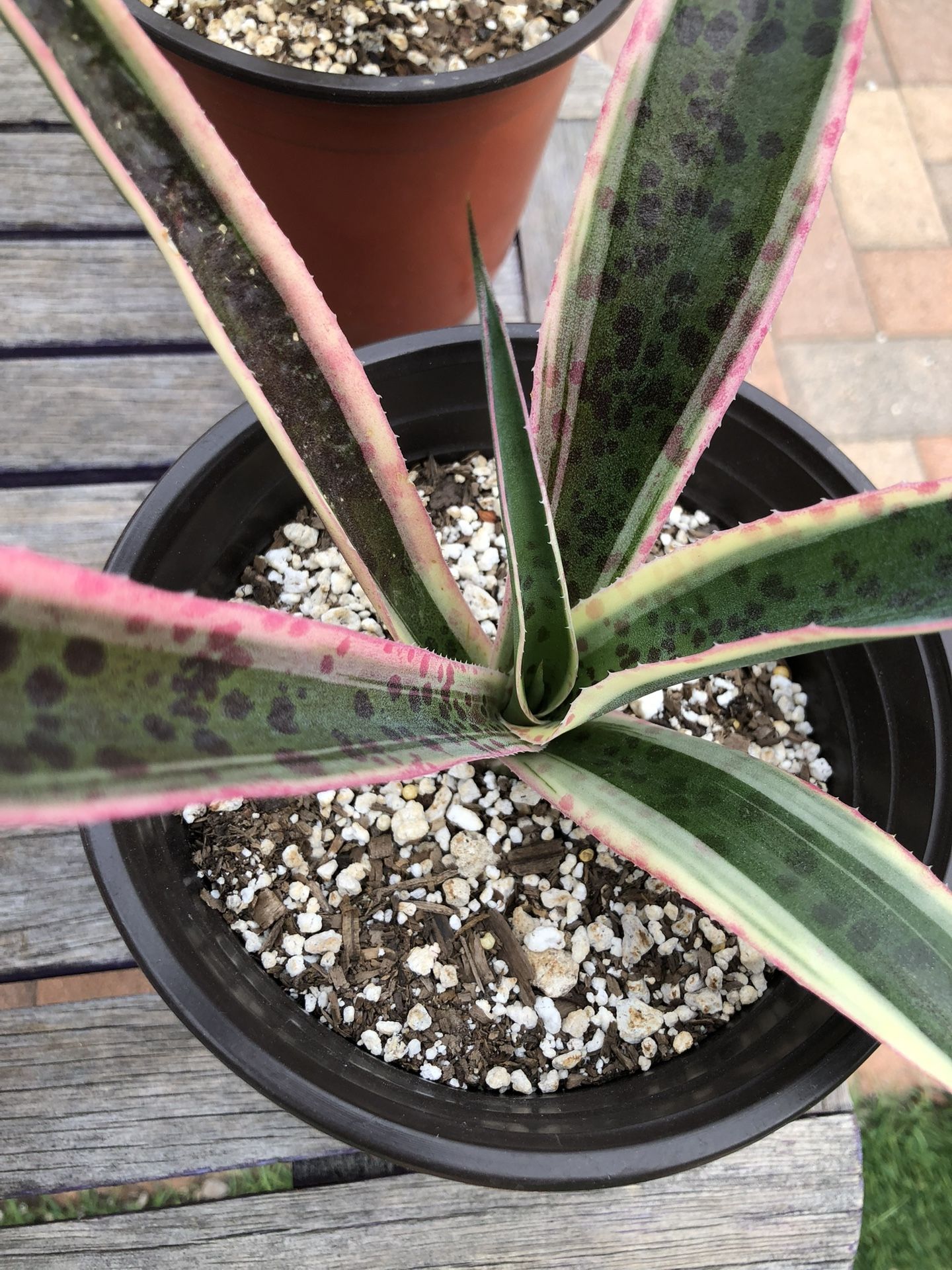 Mangave SNOW LEOPARD Succulent Plants 