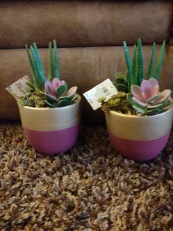 Decorative succulent plants!