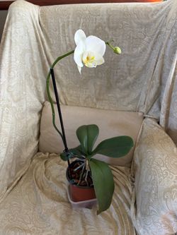 nice 🤍 white large established healthy live phalaenopsis phal moth orchid flower plant