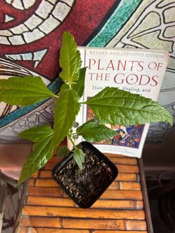 Calea zacatechichi ("Mexican Dream Herb") - 4" Pot