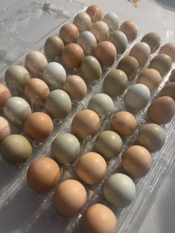 ORGANIC EGGS