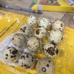 Quail Eggs