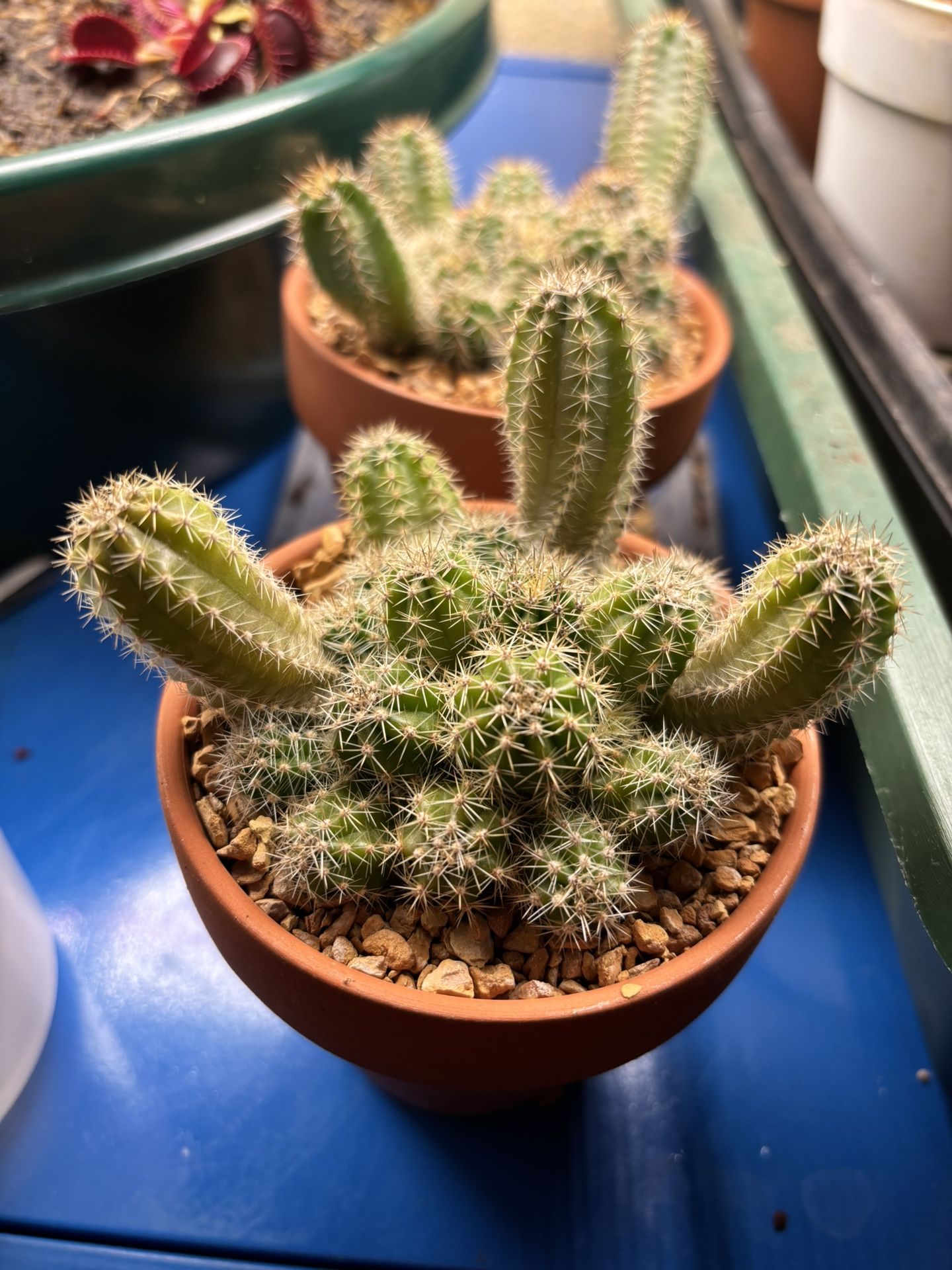 Echinocereus Scheeri Cactus