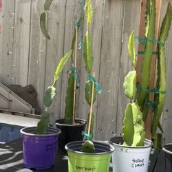 Dragon Fruit “Starburst “