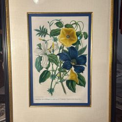 Framed Botanical Flower Picture Clematis and Calanseion, "22x28"