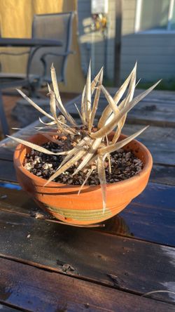 Paper Spine Cactus