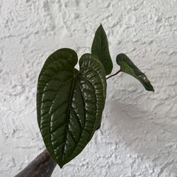 Anthurium Luxurians X Radicans 