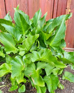 Big Galla Lily  Plant.