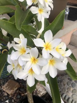 Plumeria