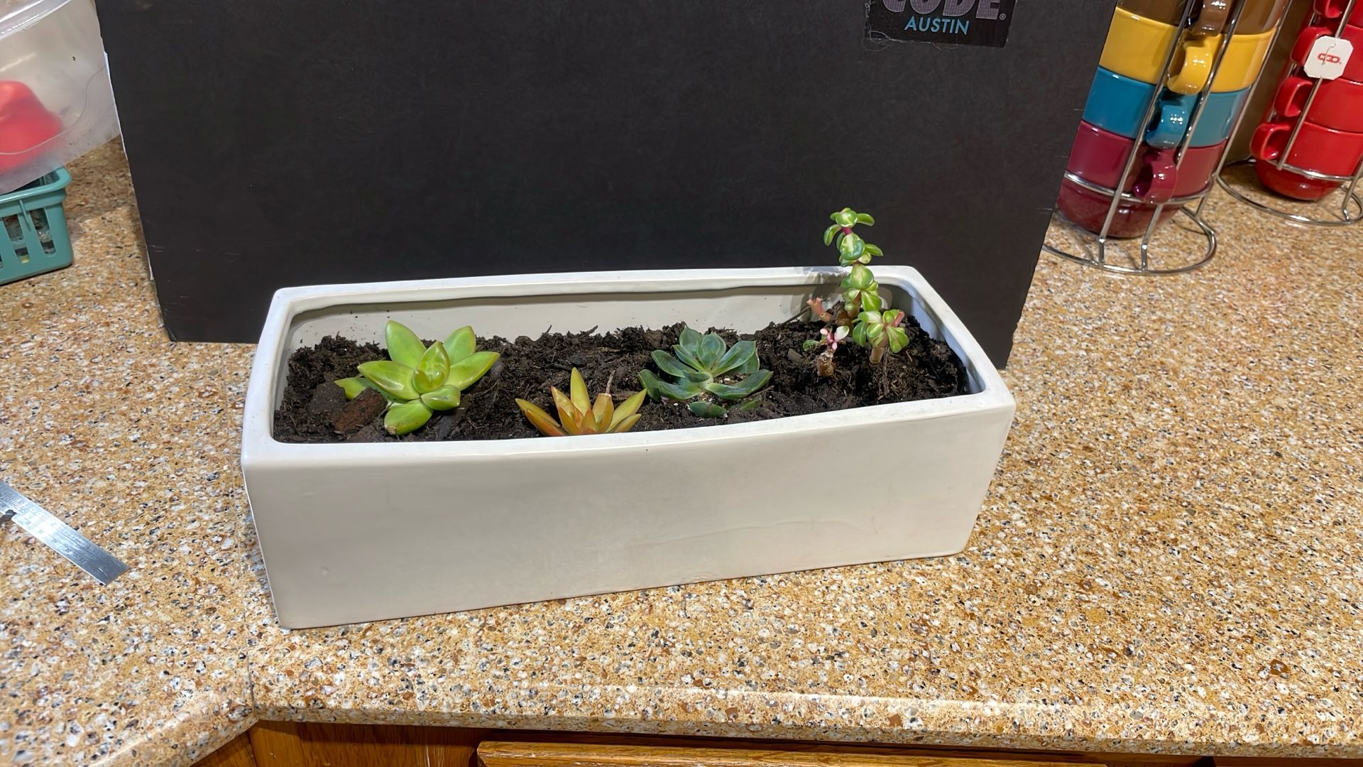 Live Succulent Plant Gift For Any Occasion