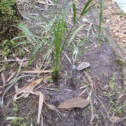 Pygmy Date Palm Tree Seedlings