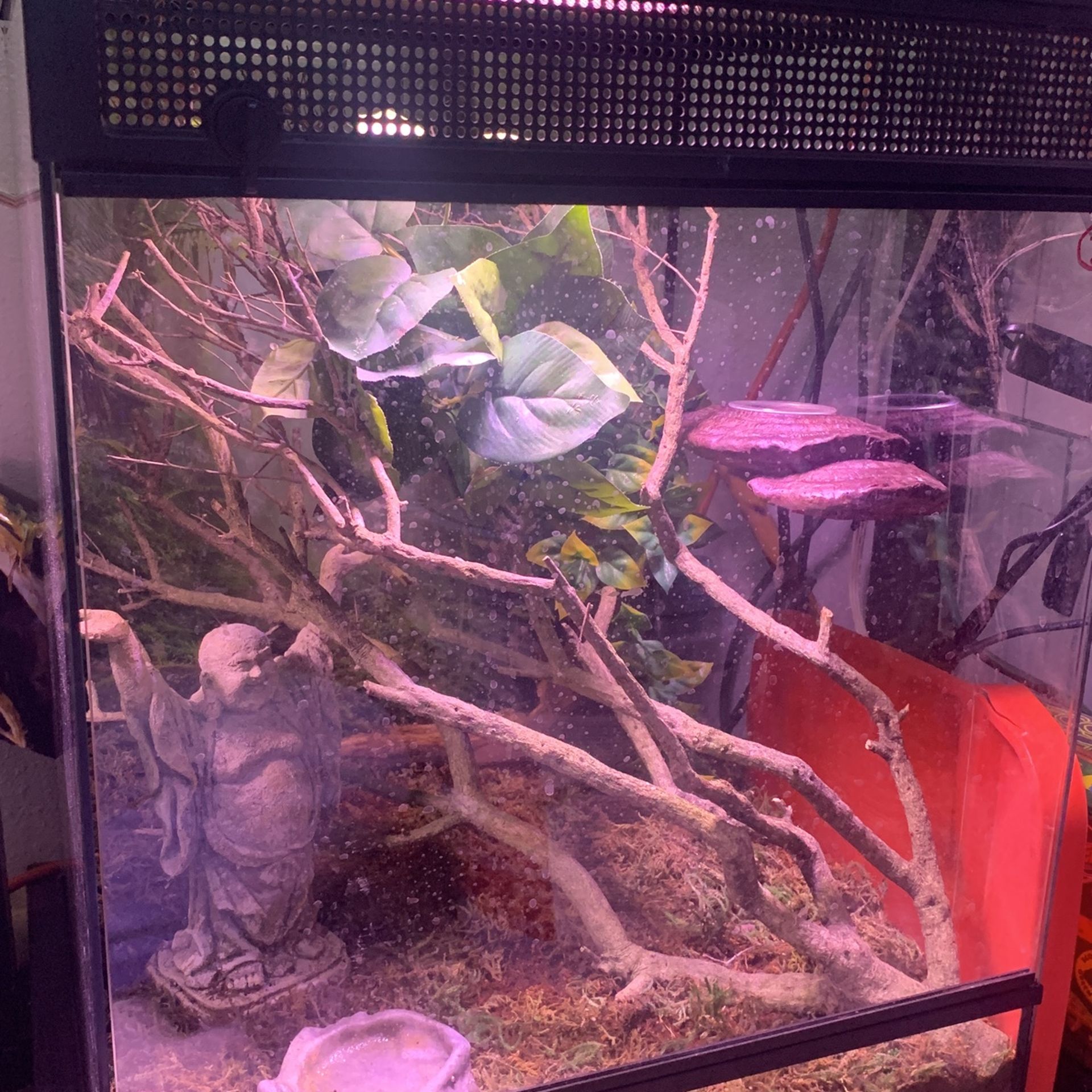 Crested Gecko Set Up