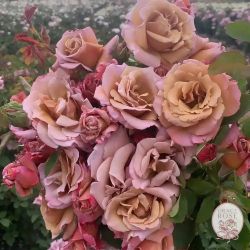 Connie’s sandstorm Rose 