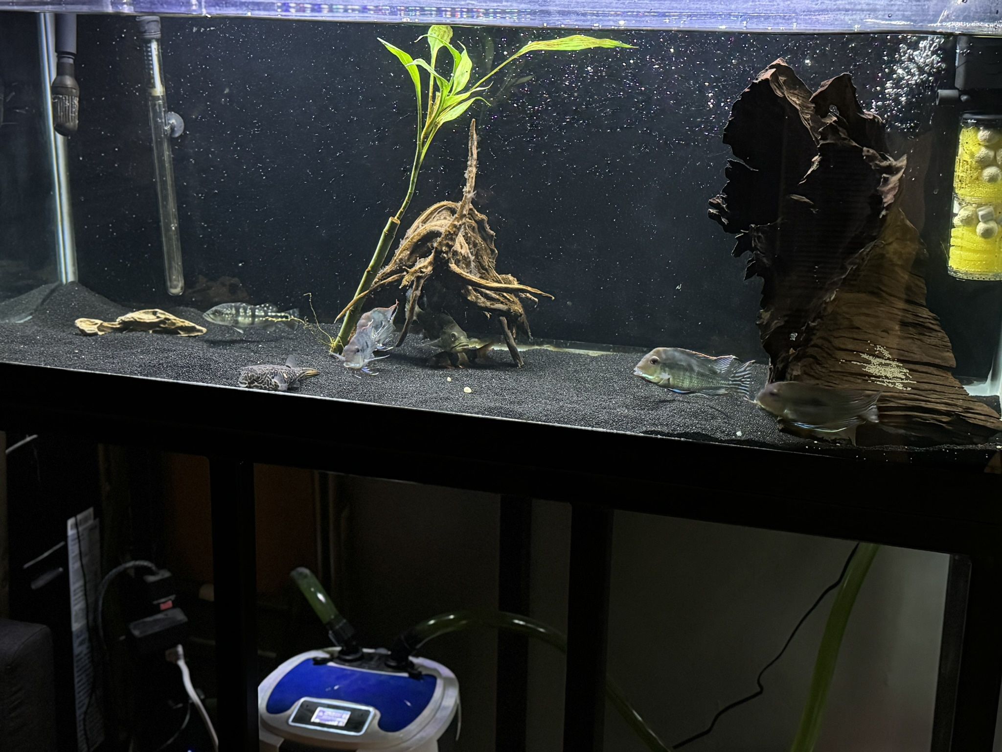 75 Gallon Fish Tank