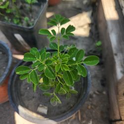 Moringa Plant Pot ❤️