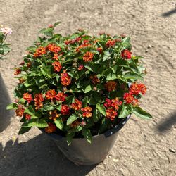 Lantana 