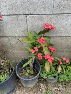Corona De Cristo Flowers