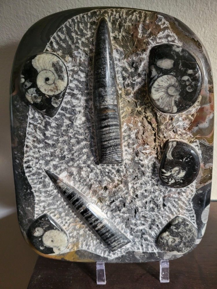 Fossils
