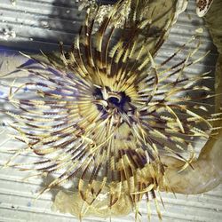 Feather Dusters 