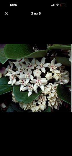Hoya Australis very pleasant scent