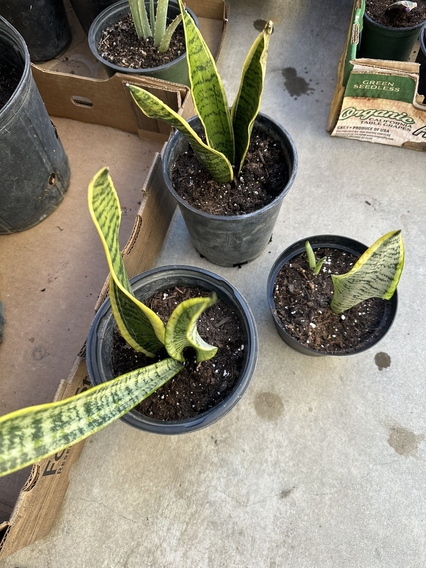 Snake Plants $10 Each