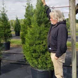 Cedars Many Sizes. Make Great Neighbors  