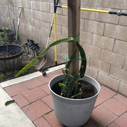 Dragon fruit- George Red