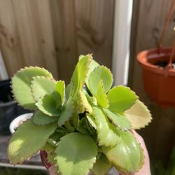Kalanchoe Plant Rooted No Pot Included 