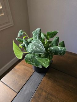 Live Plant silvery anne pothos 4 inch pot