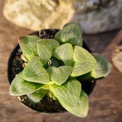 Window Haworthia Plus Hundreds More SALE SUNDAY IN SAN LORENZO