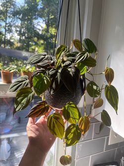 Philodendron Micans plant