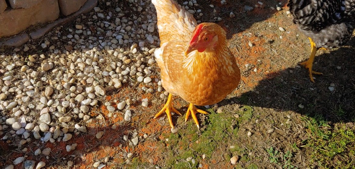 Golden Comet laying hens