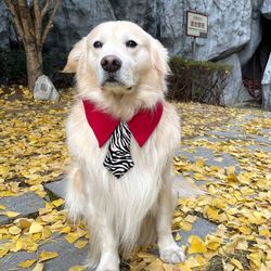 Dog clothes