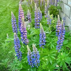 Established Lupine Starts